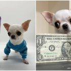 Récord. La perrita tiene tres años, es estadounidense y pesa 553 gramos.