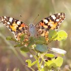 La mariposa cardera migra cada año entre África y Europa.
