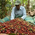Cosecha. Un agricultor, en Ecuador, trabaja en la recolección de los granos de café en su hacienda.