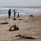 Fotografía de lobos marinos muertos en la playa La Liserilla, el 4 de abril de 2023, en Arica, región de Arica y Parinacota (Chile). La costa sudamericana del Pacífico ha devenido en las últimas semanas en un triste y peligroso camposanto animal plagado de miles de cadáveres de lobos marinos, pingüinos y otras aves víctimas de un agudo brote de gripe aviar que amenaza con provocar un desastre ambiental en especies marinas autóctonas de la región.