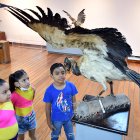 Un grupo de niños observa uno de los ejemplares que conforman la muestra en el Museo Municipal de Guayaquil.
