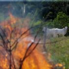 Ganado pasta junto a un incendio en la ciudad de Manicore, al sur del estado de Amazonas.