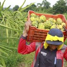 Hacienda. Un trabajador transporta parte de la cosecha de pitahaya.