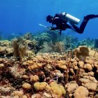 Referencia.- Un científico marino realiza labores de investigación de los corales.
