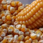 Producción.- La cosecha del maíz duro en una hacienda de Ecuador.