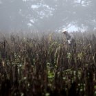 Imagen de archivo que muestra a un campesino caminando en una plantación seca de maíz durante el fenómeno de El Niño, en el Corredor Seco de Centroamérica.