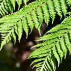 Imagen referencial para graficar este artículo.