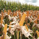 Hacienda.- El maíz listo para la cosecha.