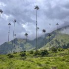 Fotografía cedida por Walt Disney World Resort donde se aprecia una vista del Valle del Cocora.