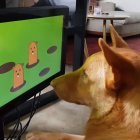 El juego ayuda a llevar una vida más sana y detectar enfermedades.