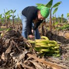 Labor. Una persona alista los bananos que serán exportados.