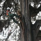 Mantenimiento de un árbol patrimoniales en la ciudad