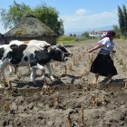 Labores. Una mujer indígena se empeña en acelerar el paso al frente de sus bueyes en la huerta familiar.