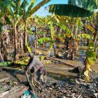 Las lluvias han golpeado a diferentes productores del país. El clima ha sido uno de los factores que deben considerar con más cuidado los agricultores en estos meses.