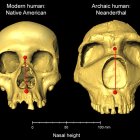 Investigación. Un gráfico comparativo de dos cráneos.