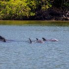 Avistamiento de delfines en la zona de Puerto Morro, en medio de una de las excursiones.