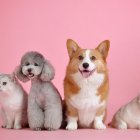 Las mascotas al igual que los seres humanos necesitan cuidsdos y protección frente a la radiación UV.