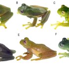 Especies. Se trata de un grupo de anfibios que habita en la zona montañosa de Los Andes.