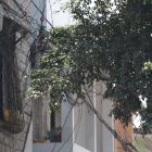 Asomarse por las ventanas, para los residentes de Sauces IV, es como estar en una selva..