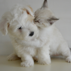 La fotos de cachorros, gatitos y pequeños animalitos invaden las redes sociales a diario, y ahora traen beneficios a nuestras vidas