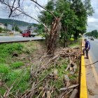 Con las lluvias los árboles se veían afectados y se caían