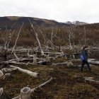 Fotografía de árboles de un bosque nativo afectado por castores, el 14 de mayo 2023, en Puerto Williams (Chile).