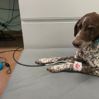 En esta etapa aparecen signos de envejecimiento que a veces pasan desapercibidos por los propietarios, pero que se pueden poner de manifiesto en situaciones específicas, o en una visita al veterinario.