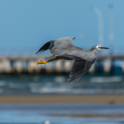 Referencial de aves en playas.