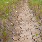 La sequia provoca una serie de problemas, especialmente en la alimentación mundial.