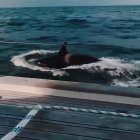 Gilbraltar se ha convertido en un escenario lleno de pánico por los recientes ataques de orcas a las embarcaciones.