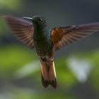 El Chocó Andino, una reserva de la biosfera situada dentro del área metropolitana de Quito y considerada como "un paraíso" por sus lugareños, librará en las urnas su batalla definitiva contra la minería.
