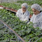 La digitalización y expansión del sector agro de América se encuentra en avance constante.