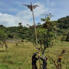 En Quijos, provincia de Napo hallaron crucificada a un águila andina