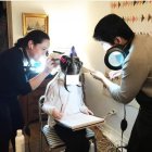 La ecuatoriana Eliana junto a un compañero de labores realiza el tratamiento contra la infestación de piojos de una niña en Nueva York.