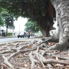 Raíces. Las raíces de los árboles sembrados por el sector de la Saiba muestran un atractivo natural.
