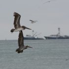 Incremento. Se lleva un registro más amplio de las especies nuevas que viven en el país y en el archipiélago