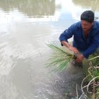 El cultivo del arroz ha sido uno de los más golpeados en las últimas lluvias.