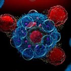 Ilustración 3D de células de CAR-T que atacan células cancerosas y liberan citoquinas.