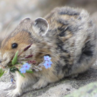 Un lagomorfo en una foto referencial.