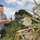 Investigación. Brian Bahder recolecta muestras del insecto conocido como el saltahojas de la palma.