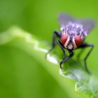 Fotografía de una mosca en la zona de Poás de Alajuela, en Costa Rica.