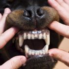 Un perro de la raza Rottweiler enseña sus dientes