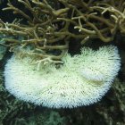 Cuando los corales están estresados, expulsan sus zooxantelas simbióticas y se vuelven blancas en un proceso conocido como blanqueamiento.
POLITICA INVESTIGACIÓN Y TECNOLOGÍA
KAUST; MICHAEL FOX.