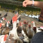 En un recorrido, EXPRESO vio que les daban maní, snacks y chocolate.