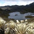 El Páramo ejecuta una de las funciones más importantes para la lucha contra el calentamiento global.