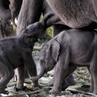 En la imagen de archivo, dos crías de elefante de un día de vida son amamantadas por su madre, Alka, en el parque nacional de Orang, en Assam, la India.