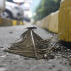 Insectos. Los grillos salen con más frecuencia por las noches.