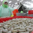 Exportaciones. El sector acuícola comercializa en el exterior cerca del 98 por ciento de su producción.
TRABAJADORES O EMPLEADOS EMPACANDO CAMARÓN.
Omarsa camaronera, el de agosto del 2013. Guayaquil-Ecuador. Gerardo Menoscal/expreso.