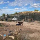 Operativo. En este campamento fueron hallados un serie de animales silvestres.