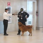 Vuelo. Los agentes de la Policía deben revisar un vuelo proveniente de Países Bajos.